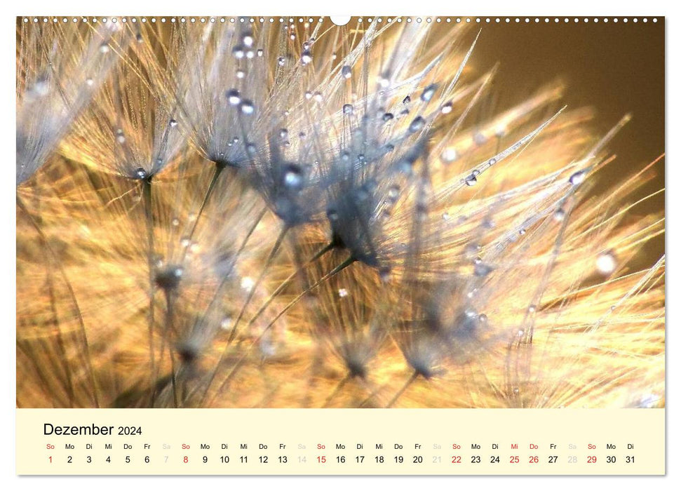 Natural Jewel Dandelion (CALVENDO Wall Calendar 2024) 