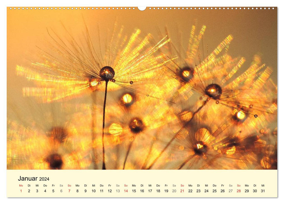 Natural Jewel Dandelion (CALVENDO Wall Calendar 2024) 