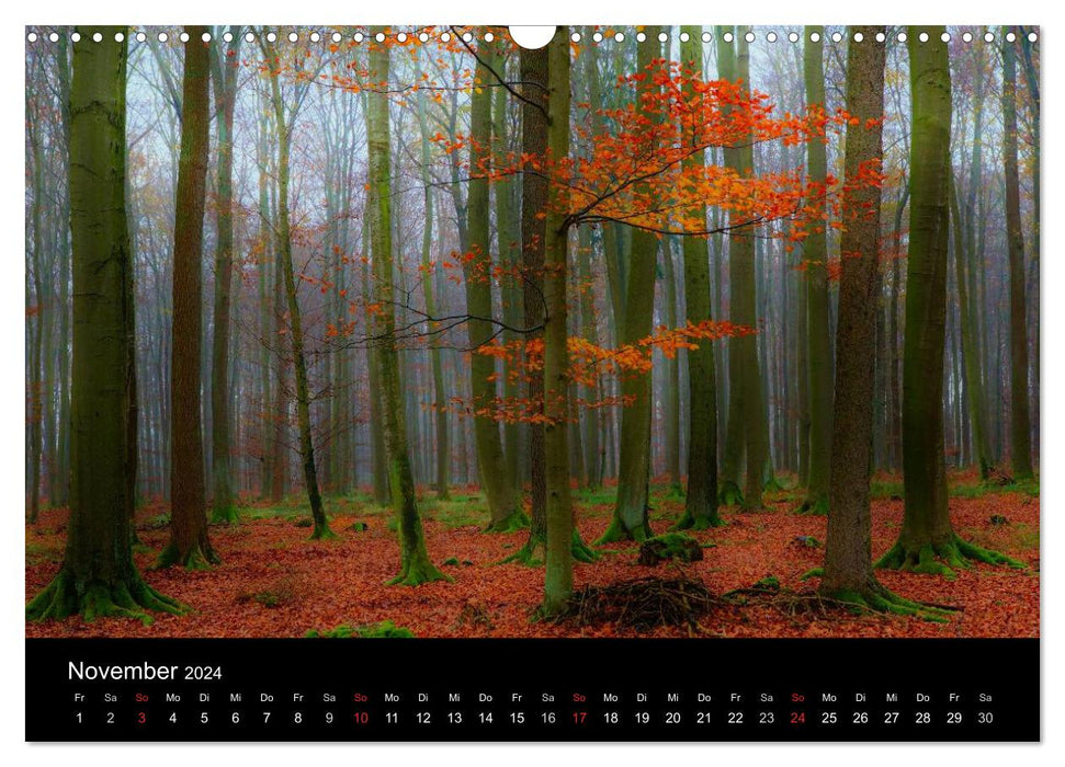 Faszination Wald. Waldimpressionen aus Nordhessen von Lutz Klapp (CALVENDO Wandkalender 2024)