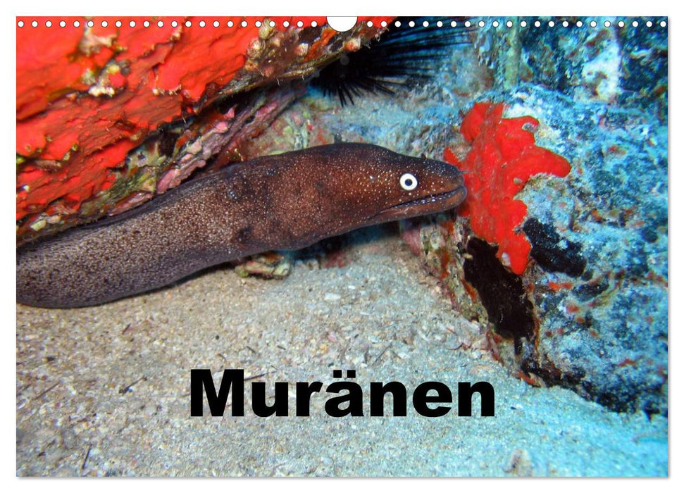 Moray eels (CALVENDO wall calendar 2024) 