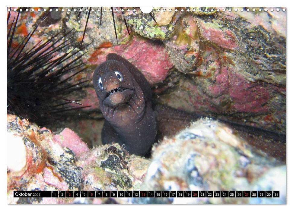 Moray eels (CALVENDO wall calendar 2024) 