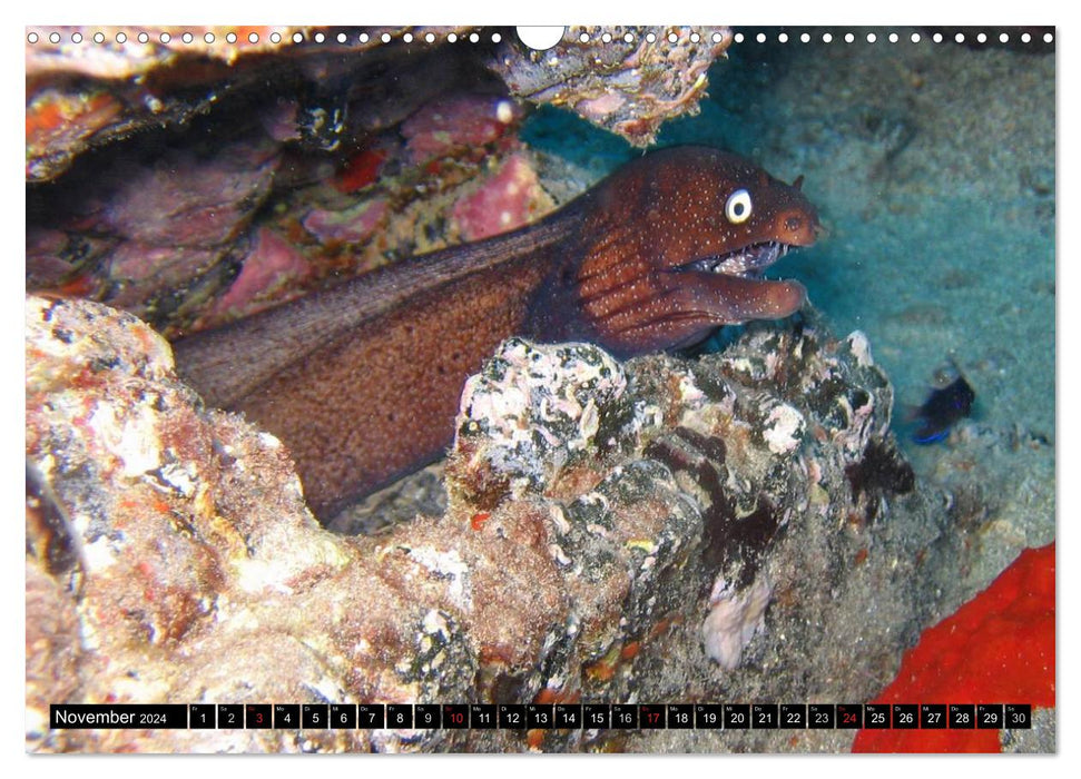 Moray eels (CALVENDO wall calendar 2024) 