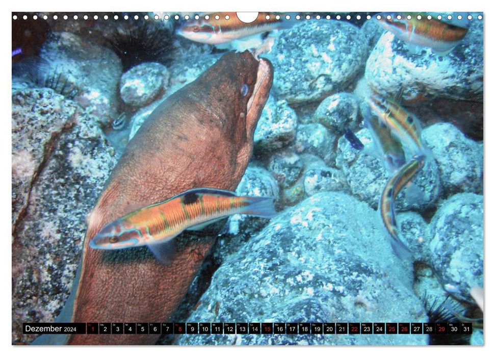 Moray eels (CALVENDO wall calendar 2024) 