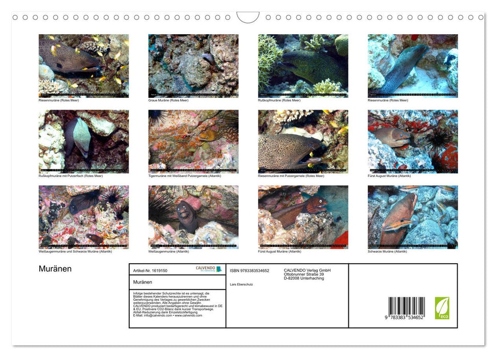 Moray eels (CALVENDO wall calendar 2024) 