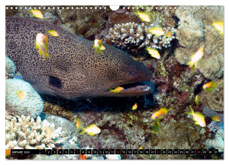 Moray eels (CALVENDO wall calendar 2024) 