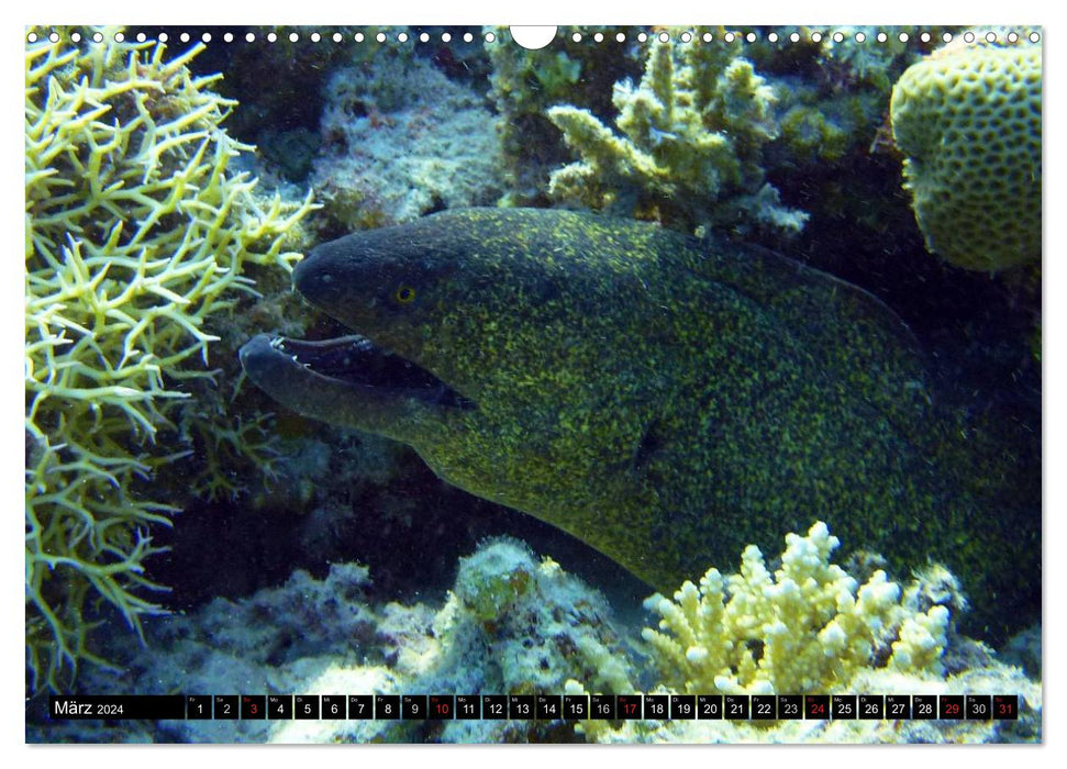 Moray eels (CALVENDO wall calendar 2024) 