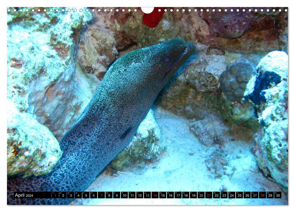 Moray eels (CALVENDO wall calendar 2024) 