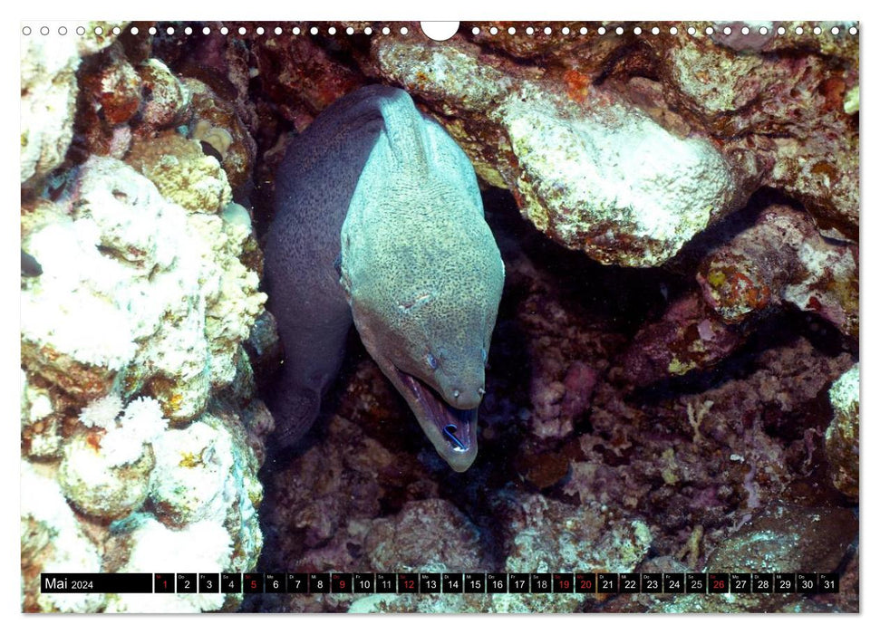 Moray eels (CALVENDO wall calendar 2024) 