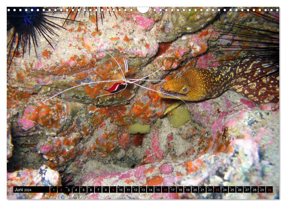 Moray eels (CALVENDO wall calendar 2024) 