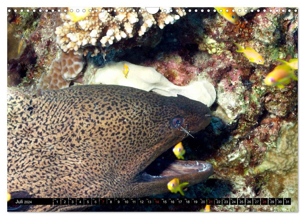 Moray eels (CALVENDO wall calendar 2024) 