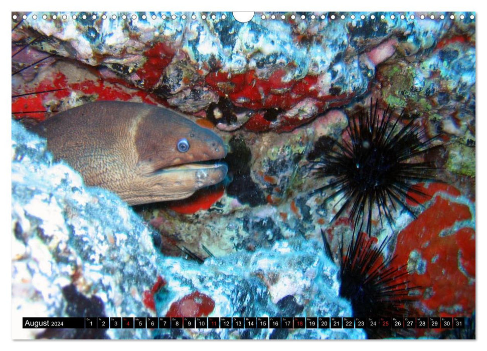 Moray eels (CALVENDO wall calendar 2024) 