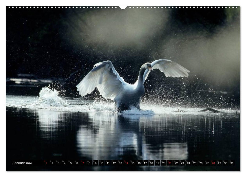 SWANS. (CALVENDO wall calendar 2024) 