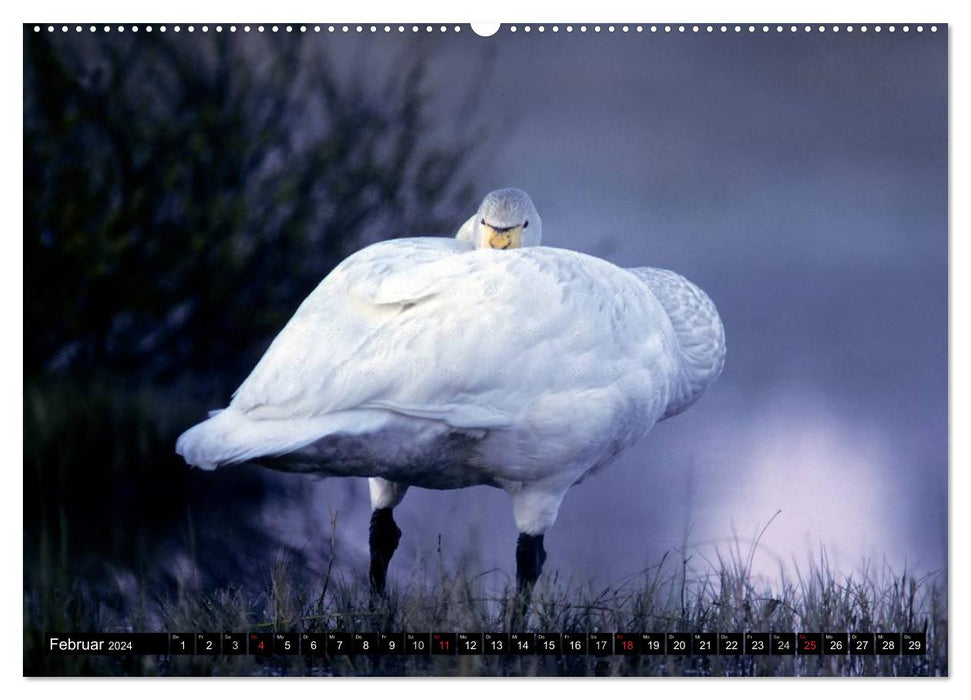 SWANS. (CALVENDO wall calendar 2024) 