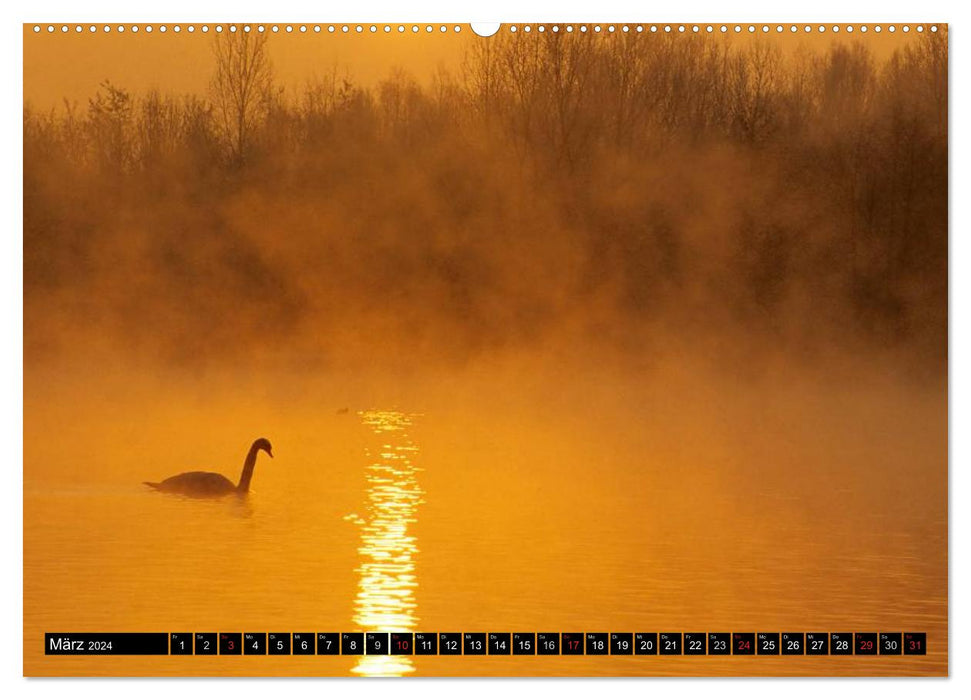 SWANS. (CALVENDO wall calendar 2024) 