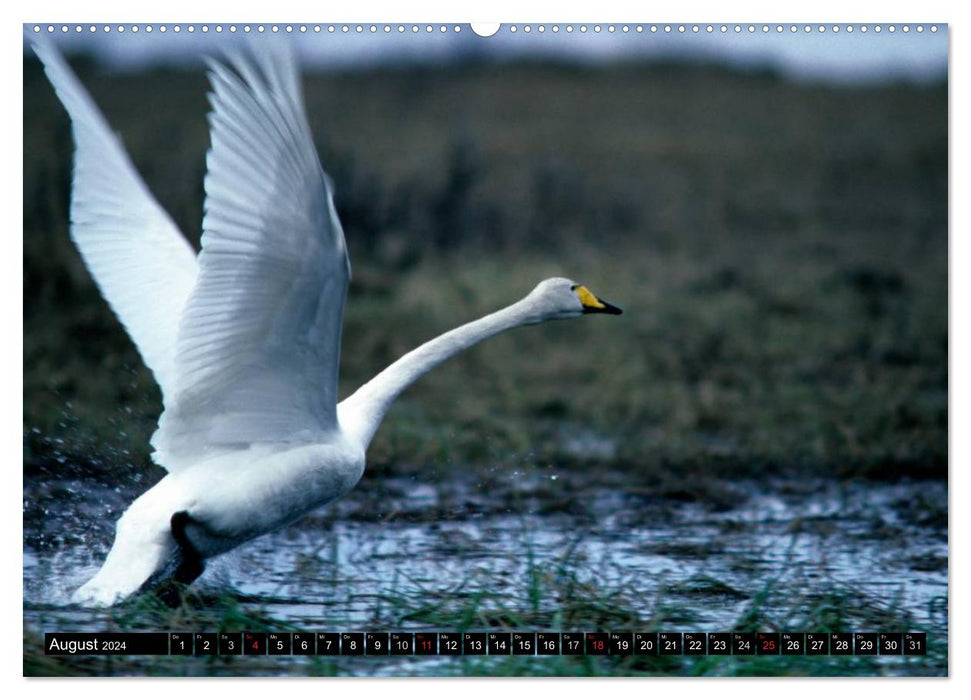 SWANS. (CALVENDO wall calendar 2024) 