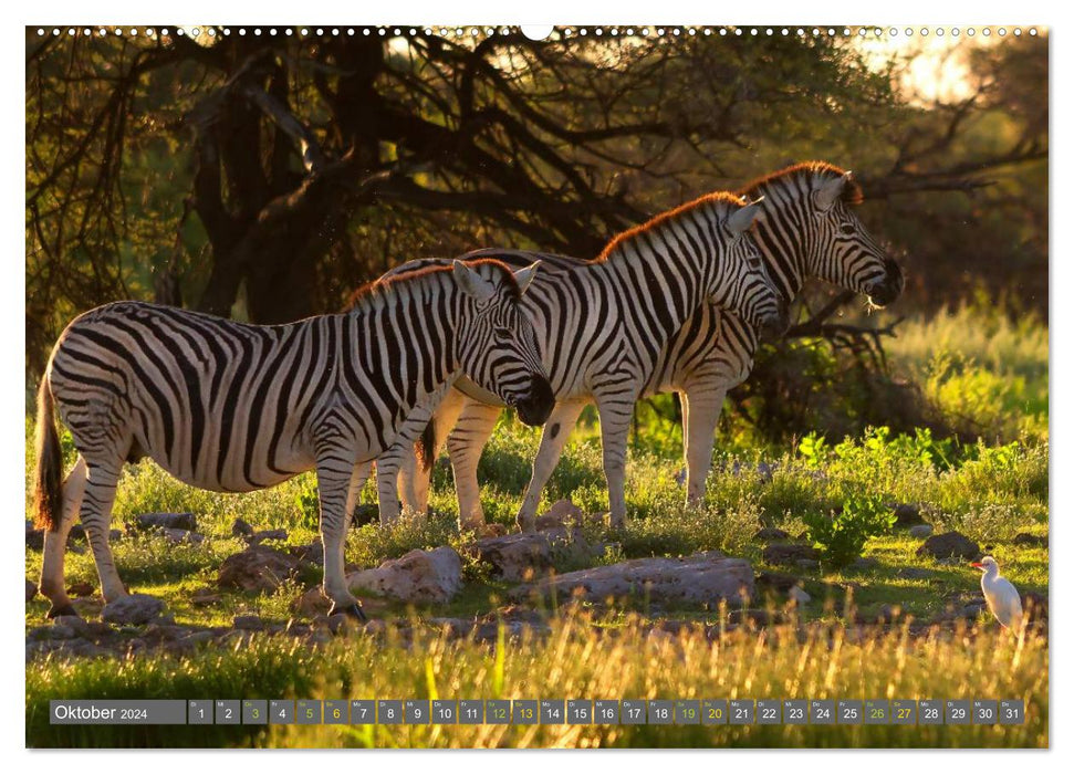 Africa's wildlife: zebras (CALVENDO wall calendar 2024) 