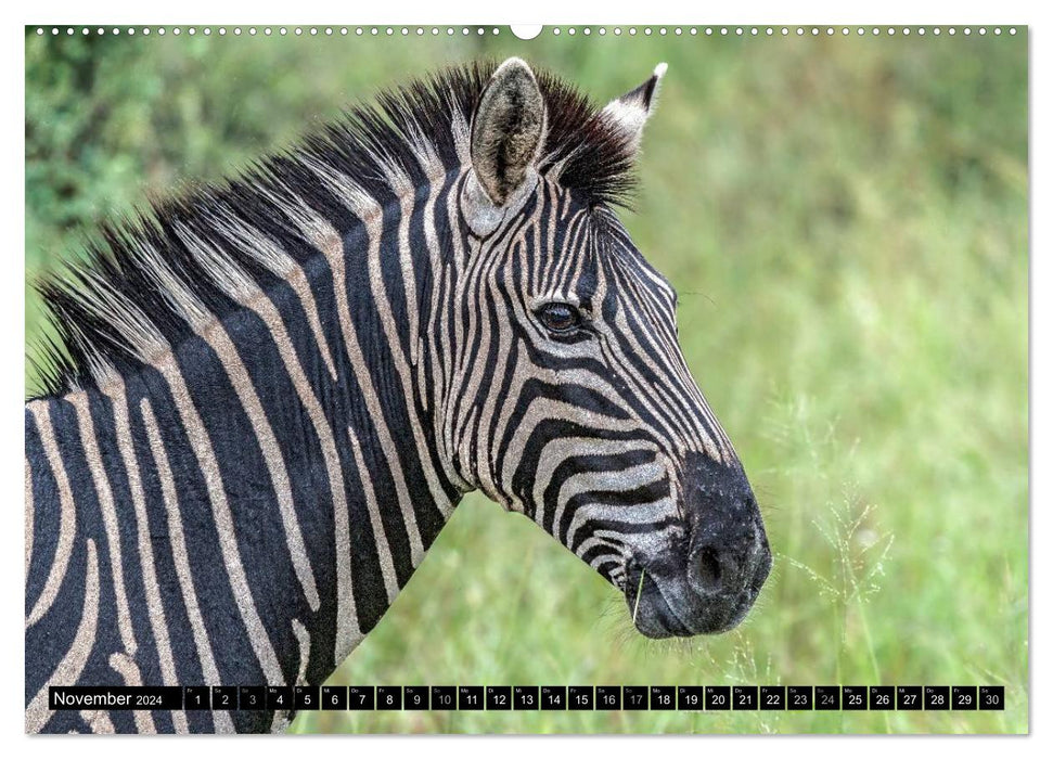 Afrikas Tierwelt: Zebras (CALVENDO Wandkalender 2024)