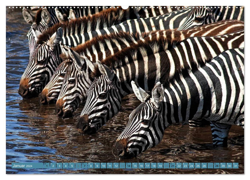 Afrikas Tierwelt: Zebras (CALVENDO Wandkalender 2024)