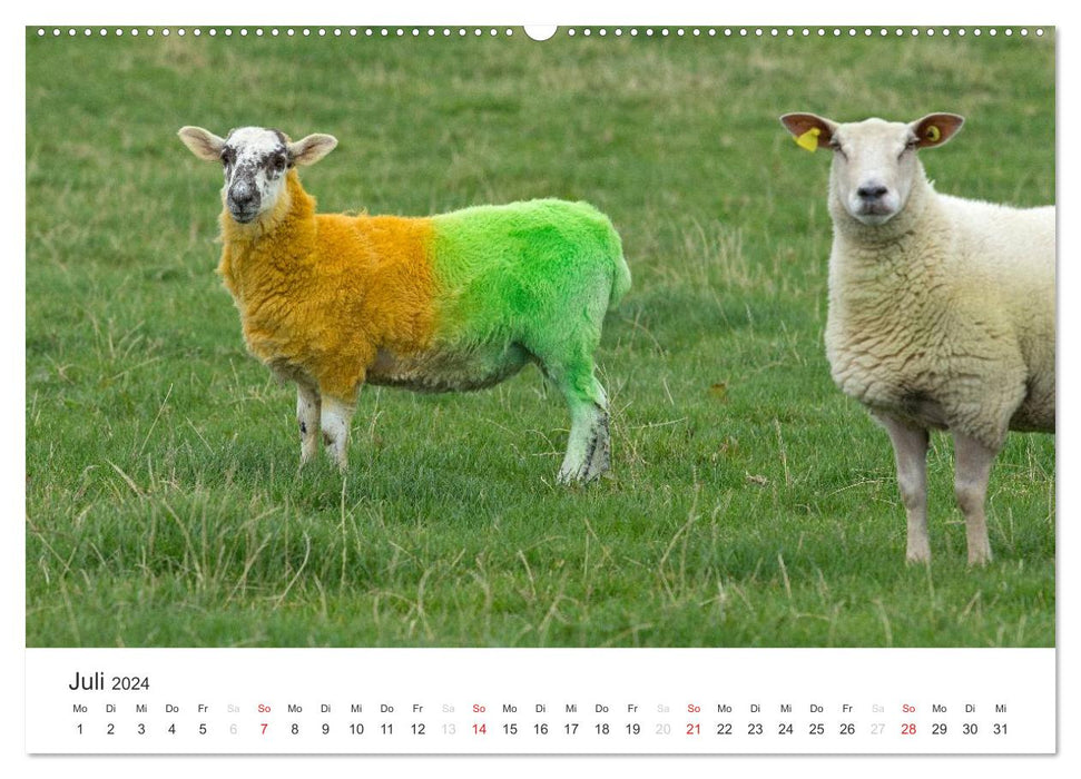 Ireland - Landscape and Culture (CALVENDO Premium Wall Calendar 2024) 