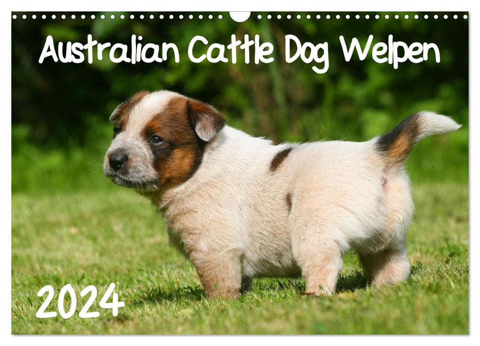 Australian Cattle Dog Welpen (CALVENDO Wandkalender 2024)