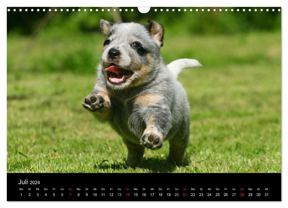 Australian Cattle Dog Welpen (CALVENDO Wandkalender 2024)