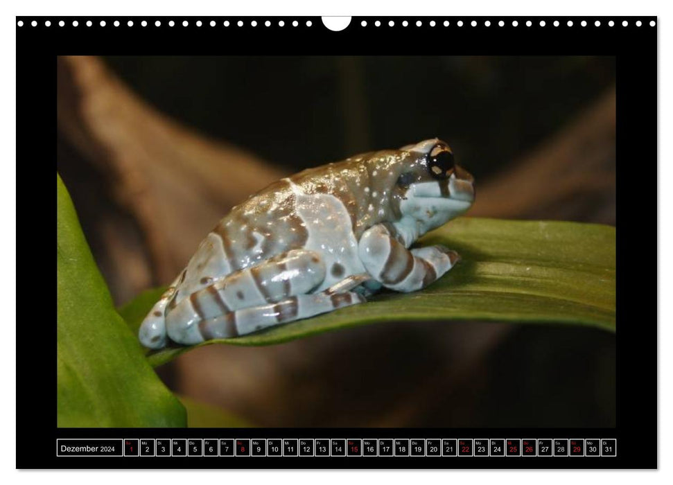 Grenouilles et crapauds (Calendrier mural CALVENDO 2024) 