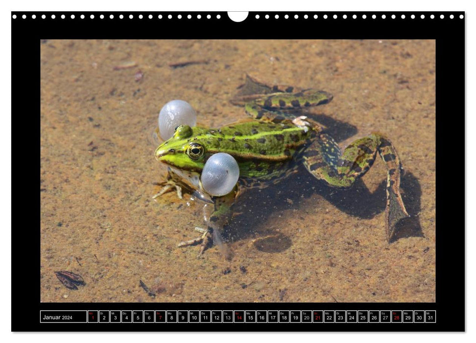 Grenouilles et crapauds (Calendrier mural CALVENDO 2024) 