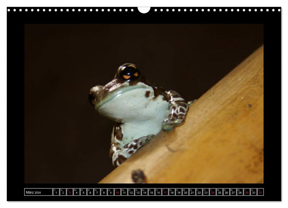 Frogs and toads (CALVENDO wall calendar 2024) 