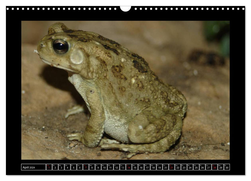 Frogs and toads (CALVENDO wall calendar 2024) 