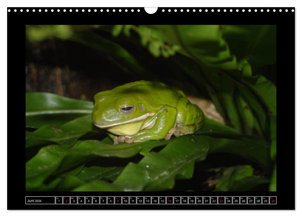 Frogs and toads (CALVENDO wall calendar 2024) 