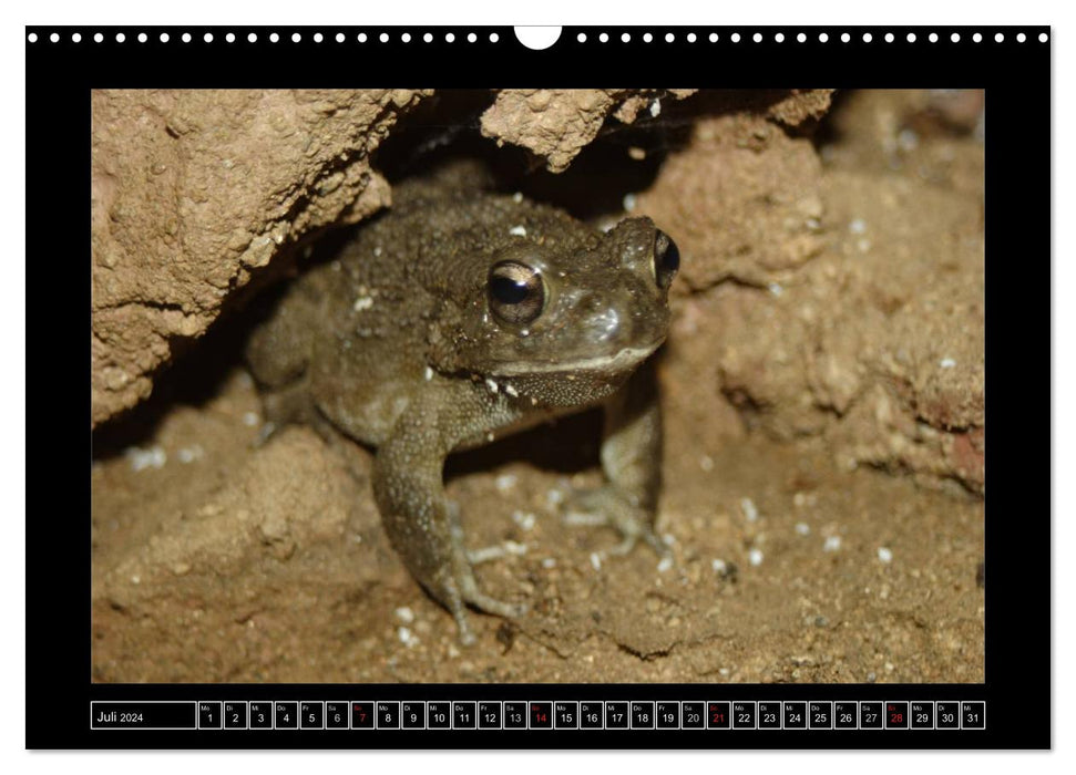 Frogs and toads (CALVENDO wall calendar 2024) 