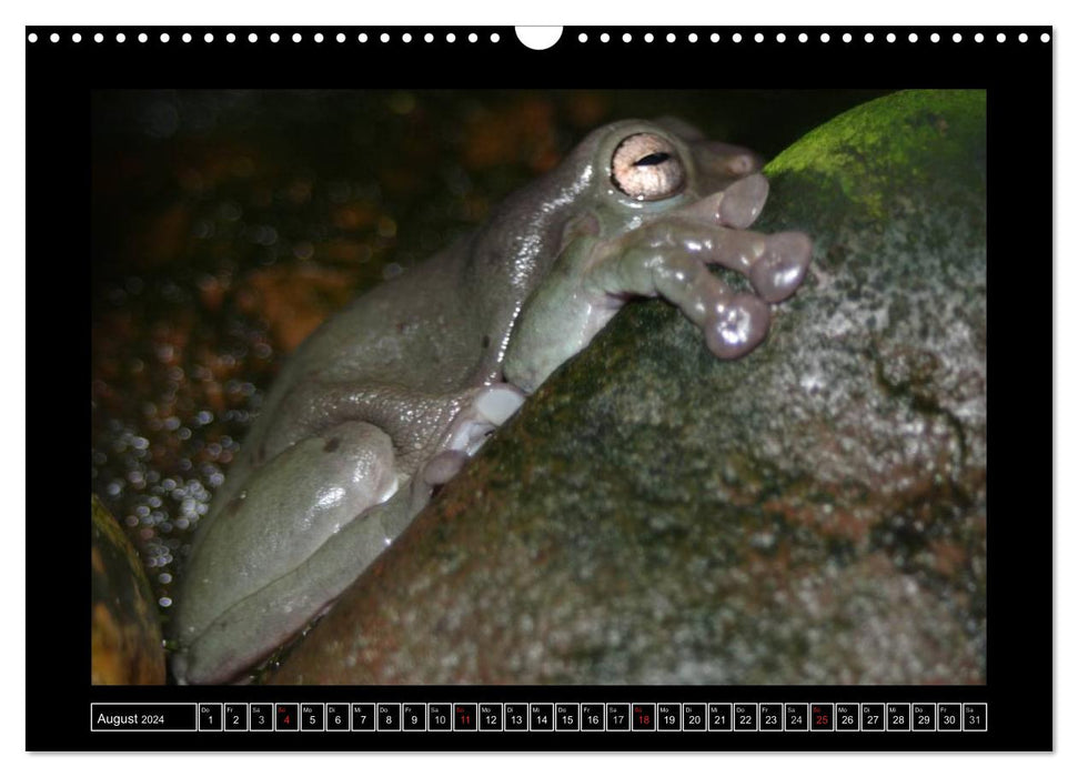 Frogs and toads (CALVENDO wall calendar 2024) 