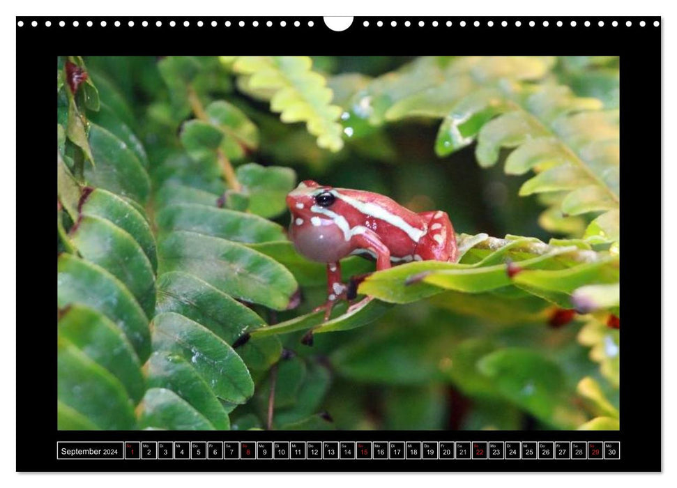 Frogs and toads (CALVENDO wall calendar 2024) 