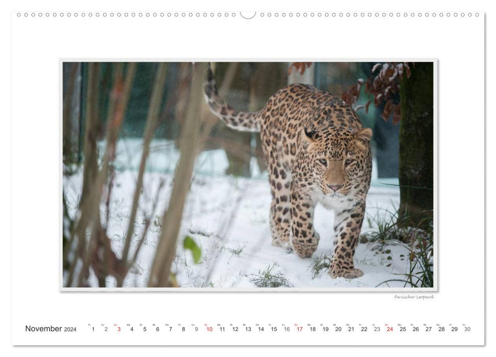 Emotional moments: Big cats of the world. (CALVENDO Premium Wall Calendar 2024) 