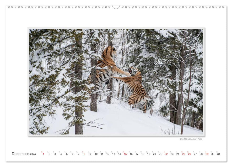 Emotional moments: Big cats of the world. (CALVENDO Premium Wall Calendar 2024) 