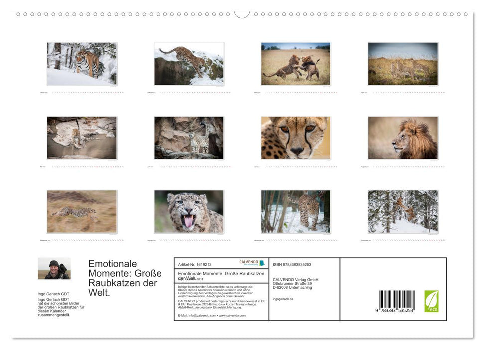 Emotional moments: Big cats of the world. (CALVENDO Premium Wall Calendar 2024) 