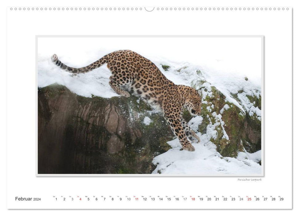 Emotional moments: Big cats of the world. (CALVENDO Premium Wall Calendar 2024) 