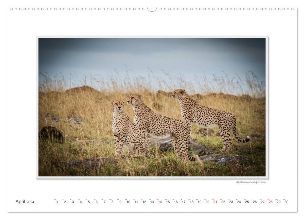 Emotional moments: Big cats of the world. (CALVENDO Premium Wall Calendar 2024) 