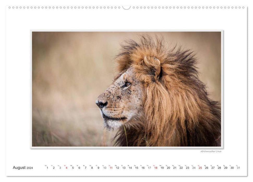 Emotional moments: Big cats of the world. (CALVENDO Premium Wall Calendar 2024) 