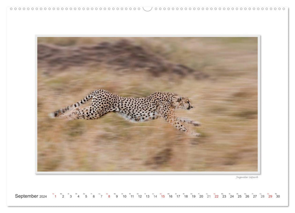 Emotional moments: Big cats of the world. (CALVENDO Premium Wall Calendar 2024) 