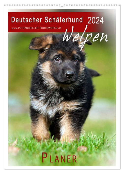 Deutscher Schäferhund - Welpen, Planer (CALVENDO Wandkalender 2024)