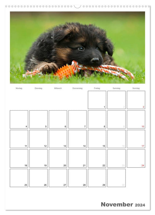 Deutscher Schäferhund - Welpen, Planer (CALVENDO Wandkalender 2024)