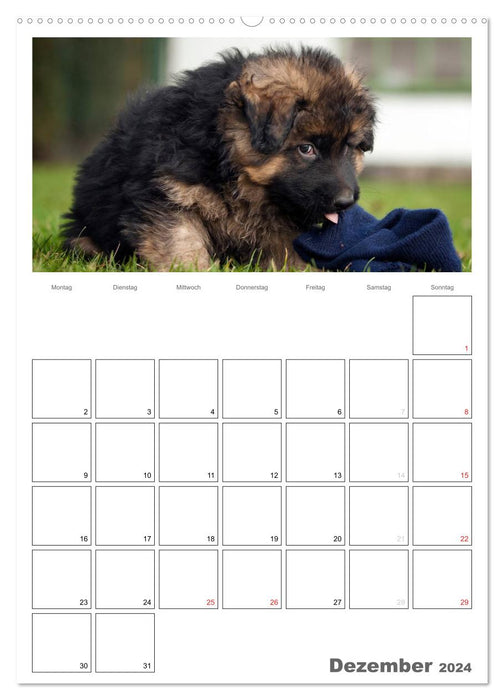 Deutscher Schäferhund - Welpen, Planer (CALVENDO Wandkalender 2024)