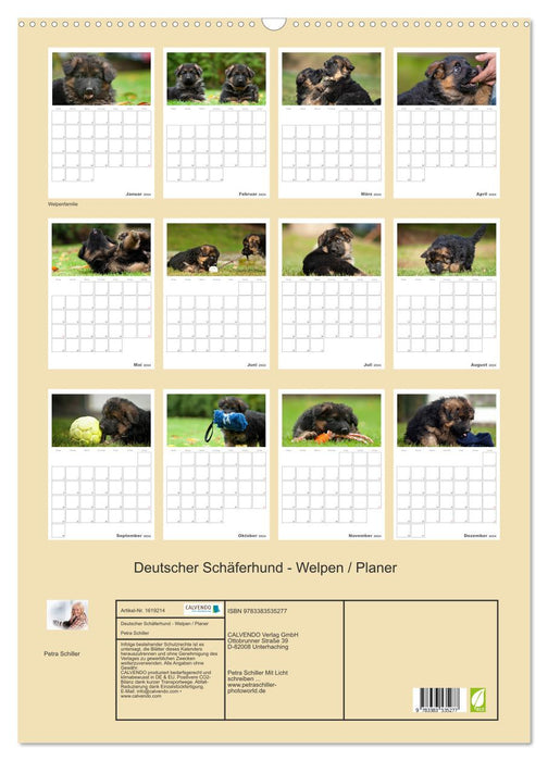 Deutscher Schäferhund - Welpen, Planer (CALVENDO Wandkalender 2024)