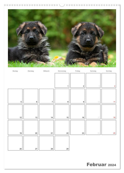 Deutscher Schäferhund - Welpen, Planer (CALVENDO Wandkalender 2024)