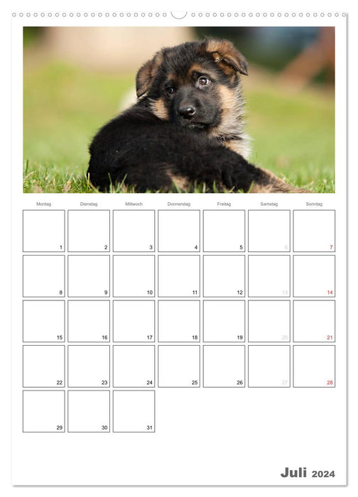 Deutscher Schäferhund - Welpen, Planer (CALVENDO Wandkalender 2024)