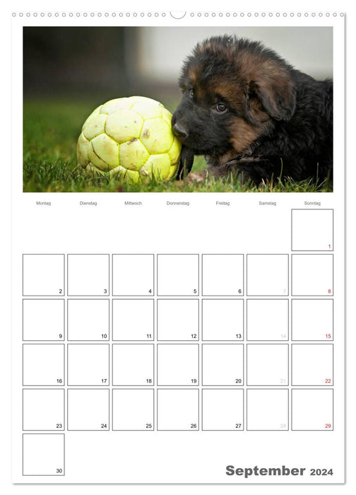 Deutscher Schäferhund - Welpen, Planer (CALVENDO Wandkalender 2024)