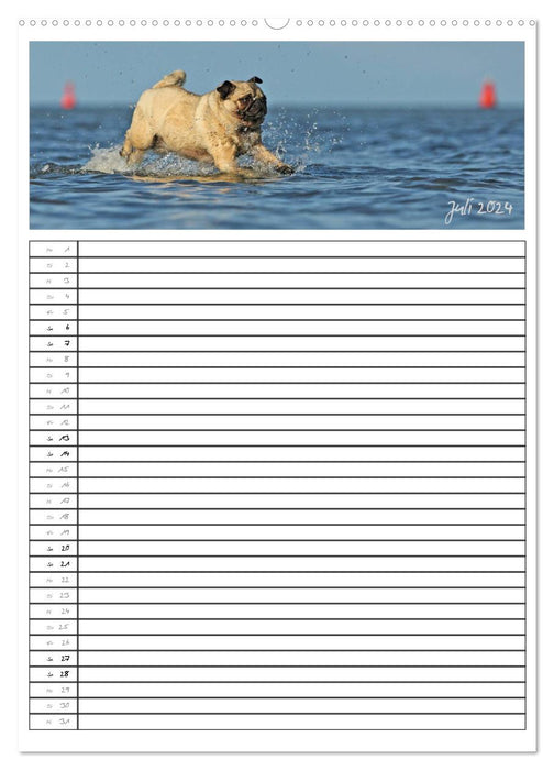 The pug family planner (CALVENDO Premium Wall Calendar 2024) 