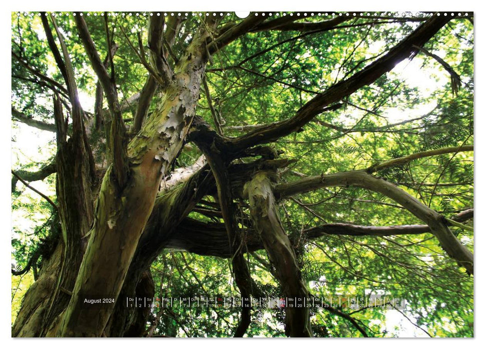 Eibenwald (CALVENDO Premium Wall Calendar 2024) 