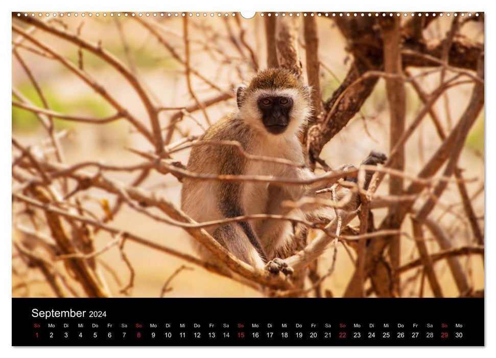 Wildes Afrika (CALVENDO Premium Wandkalender 2024)